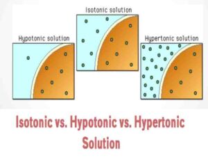 Isotonic Vs Hypotonic Vs Hypertonic Solution