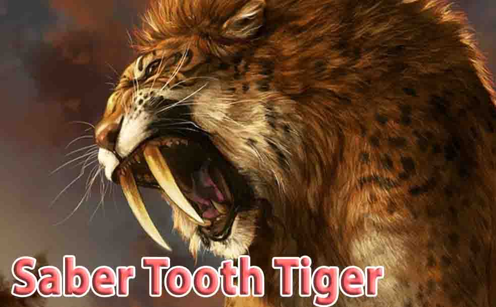 Saber Tooth Tiger