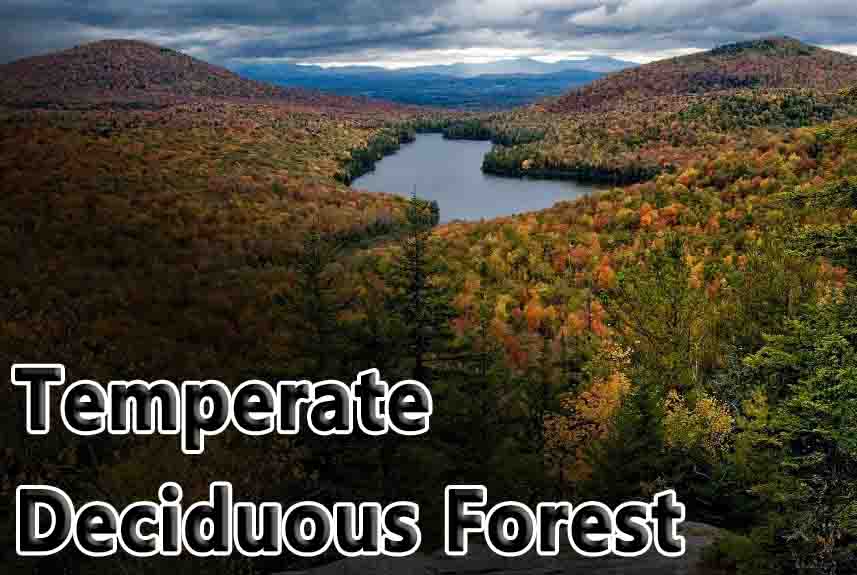 Temperate Deciduous Forest